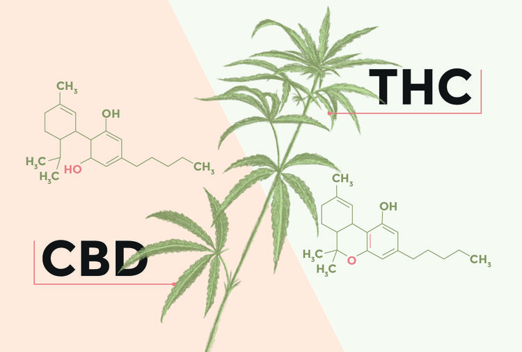The chemical structures and differences that makeup Tetrahydrocannabinol (THC) and Cannabidiol (CBD)