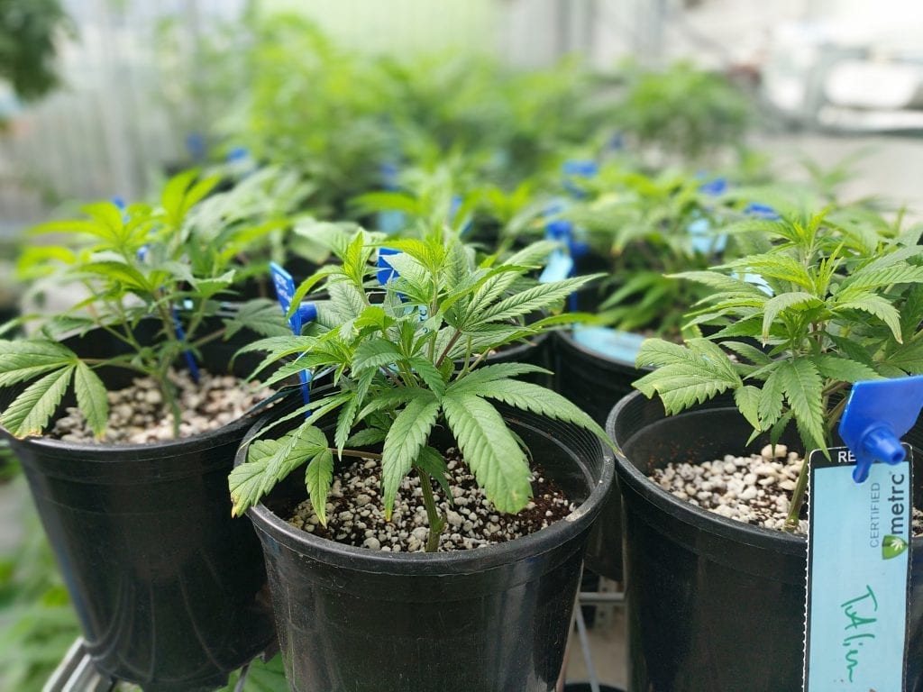 cannabis seedlings ready to be moved outdoors 