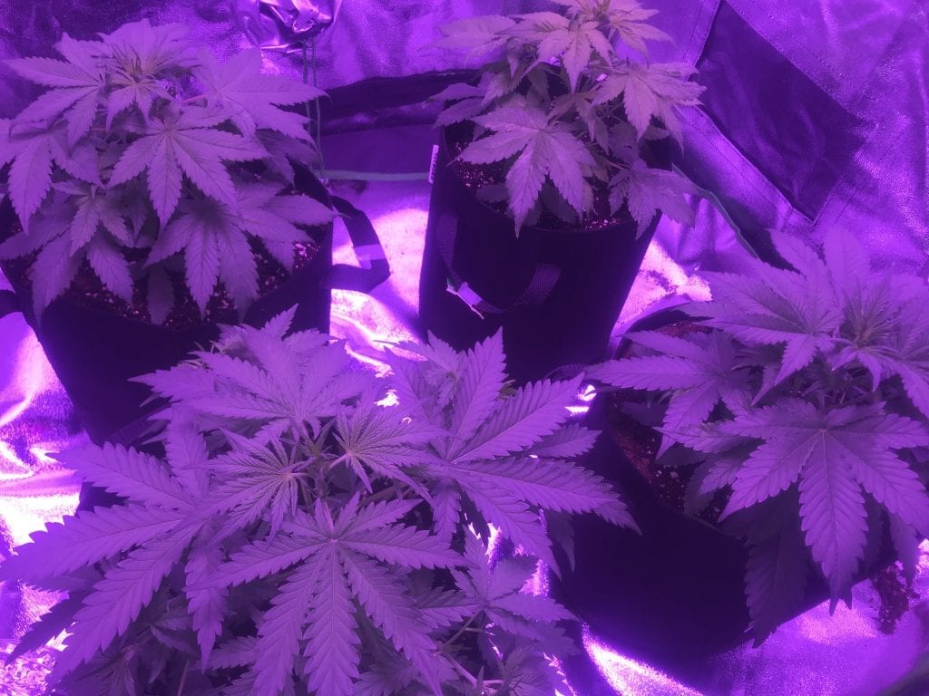 My results after 7 days of using the Advanced nutrients ph perfect technology. The best nutrients you can buy. 4 big cannabis plants blooming.